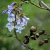 Kép 3/4 - Császárfa - Paulownia tomentosa ELŐNEVELT 550/650cm K130l