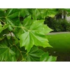 Kép 2/4 - Platánfa - Platanus x acerifolia 200/250cm TK6/8cm K20l