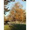 Kép 3/4 - Platánfa - Platanus x acerifolia 200/250cm TK6/8cm K20l