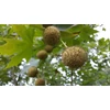 Kép 4/4 - Platánfa - Platanus x acerifolia 200/250cm TK6/8cm K20l