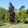 Kép 2/4 - Nyárfa oszlopos bordó levelű - Populus deltoides 'Purple Tower' 200/225cm K5l