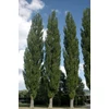 Kép 2/2 - Nyárfa jegenye oszlopos - Populus nigra 'Italica' 125/150cm K5l