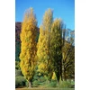 Kép 1/2 - Populus nigra 'Italica'
