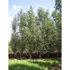 Kép 2/3 - Nyárfa kínai oszlopos - Populus simonii 'Fastigiata' 150/175cm K5l