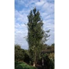 Kép 2/4 - Nyárfa rezgő oszlopos - Populus tremula 'Erecta' 300/350cm K10,5l
