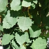 Kép 3/4 - Nyárfa rezgő oszlopos - Populus tremula 'Erecta' 300/350cm K10,5l