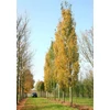 Kép 4/4 - Nyárfa rezgő oszlopos - Populus tremula 'Erecta' 300/350cm K10,5l