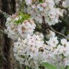 Kép 4/4 - Díszmeggy japán oszlopos - Prunus 'Umineko' 150/175cm K10l