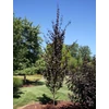Kép 1/5 - Prunus cerasifera 'Crimson Pointe'