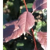 Kép 3/5 - Vérszilva oszlopos - Prunus cerasifera 'Crimson Pointe' 150/175cm K7,5l