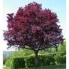 Kép 1/3 - Prunus cerasifera 'Nigra'