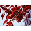 Kép 2/3 - Vérszilva - Prunus cerasifera 'Nigra' 200/250cm TK6/8 T180cm K25l