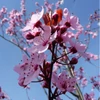 Kép 3/3 - Vérszilva - Prunus cerasifera 'Nigra' 200/250cm TK6/8 T180cm K25l