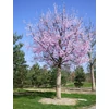 Kép 2/3 - Vérszilva halvány rózsaszín virágú - Prunus cerasifera 'Woodii' 250/300cm FL