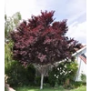 Kép 1/3 - Prunus cerasifera 'Woodii'