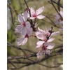 Kép 3/3 - Vérszilva halvány rózsaszín virágú - Prunus cerasifera 'Woodii' 250/300cm FL