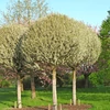 Kép 1/5 - Prunus fruticosa 'Globosa'