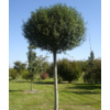 Kép 3/5 - Csepleszmeggy gömb - Prunus fruticosa 'Globosa' 200/225cm T160cm TK4/6 K20l
