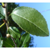 Kép 5/5 - Csepleszmeggy gömb - Prunus fruticosa 'Globosa' 200/225cm T160cm TK4/6 K20l