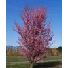Kép 1/3 - Prunus incisa 'Paean'