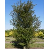 Kép 3/3 - Díszcseresznye fuji rózsaszín virágú - Prunus incisa 'Paean' 40/60cm K2l