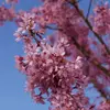 Kép 2/3 - Díszcseresznye fuji rózsaszín virágú - Prunus incisa 'Paean' 40/60cm K2l