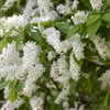 Kép 4/4 - Májusfa - Prunus padus 200/250cm K10l
