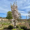 Kép 1/3 - Prunus serrulata 'Amanogawa'