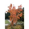 Kép 3/3 - Díszcseresznye oszlopos világos rózsaszín virágú - Prunus serrulata 'Amanogawa' 200/250cm K16l