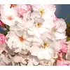Kép 2/3 - Díszcseresznye oszlopos világos rózsaszín virágú - Prunus serrulata 'Amanogawa' 125/150cm K10l