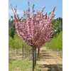 Kép 2/3 - Díszcseresznye telt rózsaszín virágú - Prunus serrulata 'Kanzan' 175/200 cm K10l