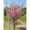 Kép 2/3 - Díszcseresznye telt rózsaszín virágú - Prunus serrulata 'Kanzan' 150/175cm TK4/6 K10l