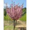 Kép 2/3 - Díszcseresznye telt rózsaszín virágú - Prunus serrulata 'Kanzan' 175/200cm TK6/8 K7,5l