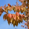 Kép 3/3 - Díszcseresznye telt rózsaszín virágú - Prunus serrulata 'Kanzan' 150/175cm TK4/6 K10l