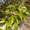 Kép 3/4 - Díszcseresznye japán csüngő rózsaszín virágú - Prunus serrulata 'Kiku-Shidare-Sakura' 125/150cm T120cm K5l
