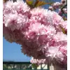 Kép 2/4 - Díszcseresznye japán csüngő rózsaszín virágú - Prunus serrulata 'Kiku-Shidare-Sakura' 150/175cm TK6/8 K18l