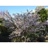 Kép 3/3 - Díszcseresznye fuji - Prunus incisa 'Kojo No Mai' 80/100cm T80cm K10l