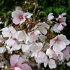 Kép 2/3 - Díszcseresznye fuji - Prunus incisa 'Kojo No Mai' 80/100cm T80cm K10l