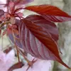Kép 3/4 - Díszcseresznye vörös levelű telt rózsaszín virágú - Prunus serrulata 'Royal Burgundi' 100/125cm K2l