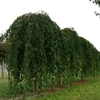 Kép 3/3 - Díszcseresznye csüngő fehér virágú - Prunus serrulata 'Shidare Yoshino' 150/175cm TK6/10cm T160cm K18l