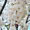 Kép 2/3 - Díszcseresznye csüngő fehér virágú - Prunus serrulata 'Shidare Yoshino' 150/175cm TK6/10cm T160cm K18l