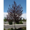 Kép 1/4 - Prunus virginiana 'Canada Red'