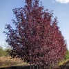 Kép 1/4 - Prunus virginiana 'Schubert'