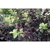 Kép 2/4 - Zelnicemeggy virginiai vörös lombú - Prunus virginiana 'Schubert' 175/200cm K10l