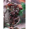 Kép 3/4 - Zelnicemeggy virginiai vörös lombú - Prunus virginiana 'Schubert' 175/200cm K10l