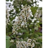 Kép 4/4 - Zelnicemeggy virginiai vörös lombú - Prunus virginiana 'Schubert' 175/200cm K10l