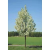 Kép 1/5 - Pyrus calleryana 'Chanticleer'