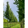 Kép 5/5 - Díszkörte kínai - Pyrus calleryana 'Chanticleer' 150/200cm K10,5l