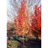 Kép 2/5 - Díszkörte kínai - Pyrus calleryana 'Chanticleer' 150/200cm K10,5l