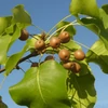 Kép 4/5 - Díszkörte kínai - Pyrus calleryana 'Chanticleer' 150/200cm K10,5l